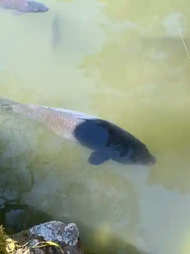 清荒神清澄寺の動物