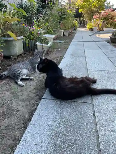 一心寺・一心禅寺の動物