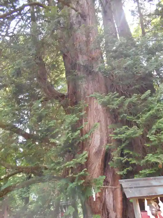 伊佐須美神社(福島県)