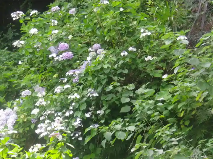 御霊神社の自然