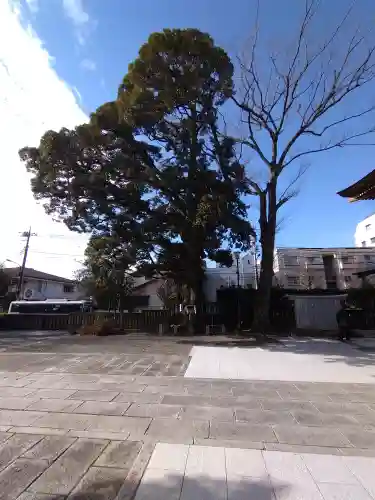 八幡大神社の自然