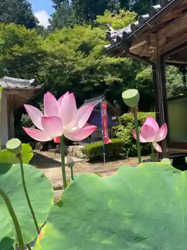 臨済寺の本殿・本堂