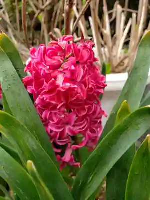 一乗寺(東京都)