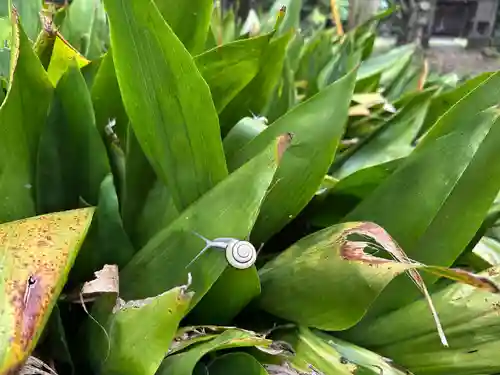 たこ神社(島根県)