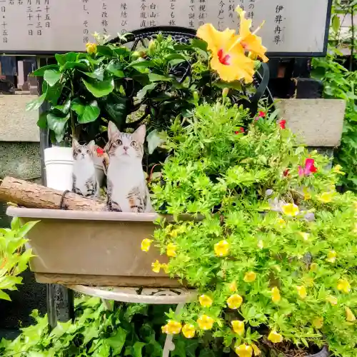 今戸神社(東京都)