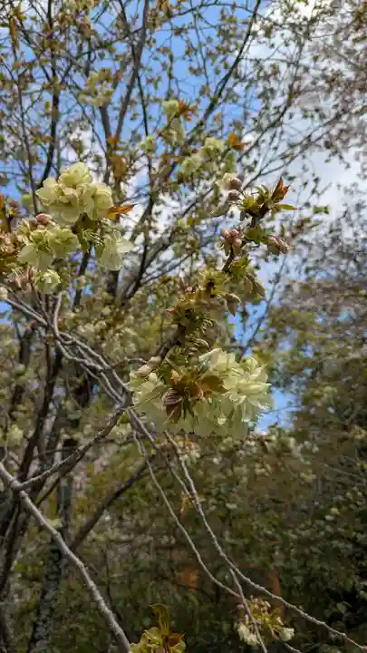 平野神社(京都府)