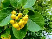 天津神明宮の自然