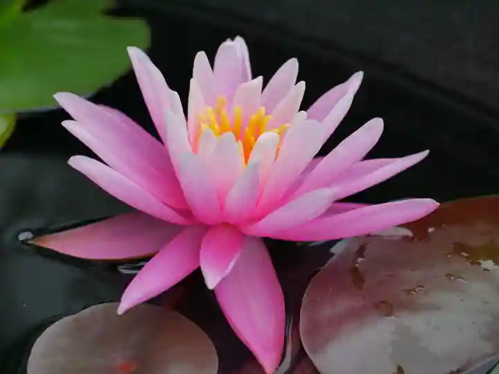 極楽山 浄土寺の自然