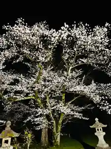 守りの神 藤基神社の庭園(2025年04月14日(月) 20時57分40秒投稿)