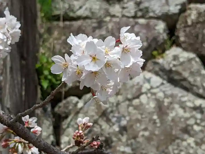 くろ谷 金戒光明寺(京都府)