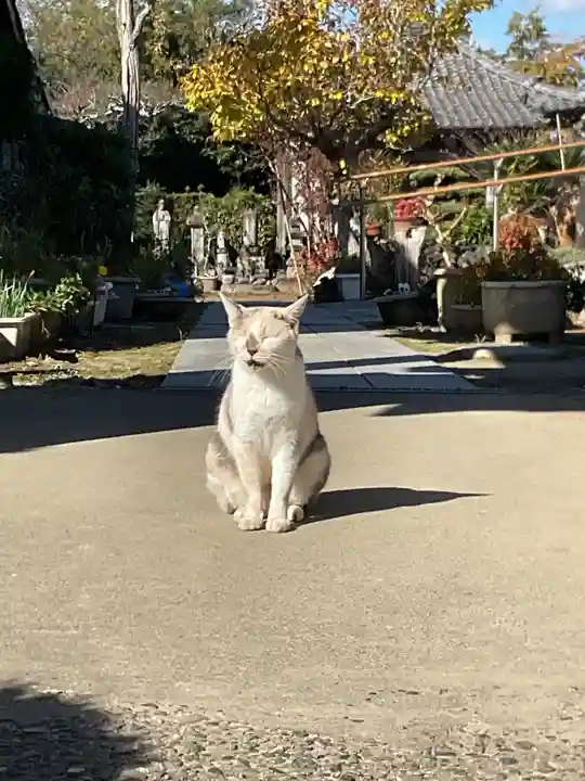 一心寺・一心禅寺の動物
