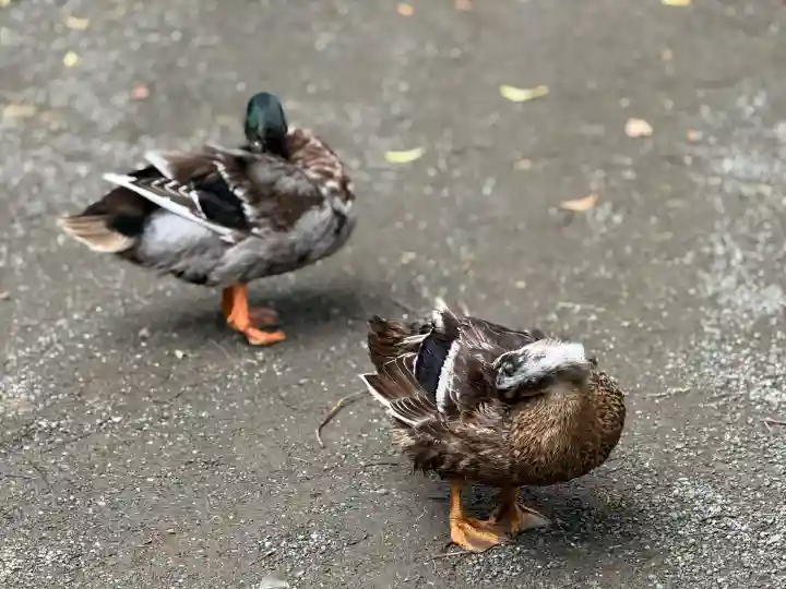 平塚八幡宮(神奈川県)