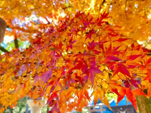 愛知県高浜市春日神社の自然