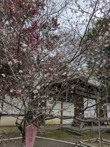 平野神社(京都府)