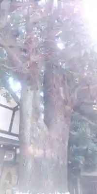 上目黒氷川神社(東京都)