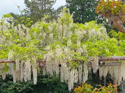 観音山慈眼院（高崎観音）の自然