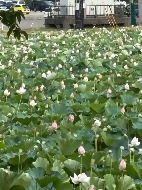 林泉寺(新潟県)