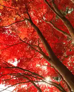 滑川神社 - 仕事と子どもの守り神の自然(2020年11月11日(水) 21時56分43秒投稿)