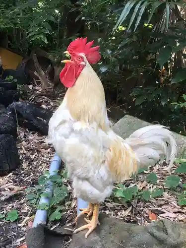 谷保天満宮の動物