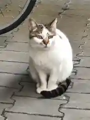 王子神社の動物