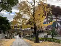 西新井大師総持寺の建物その他