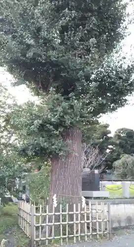 相模原氷川神社の自然