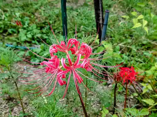 般若寺 ❁﻿コスモス寺❁(奈良県)