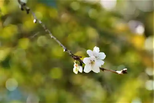 鹿島大神宮の自然