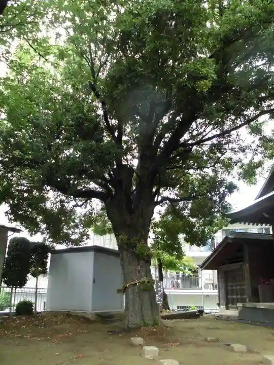 池辺杉山神社の自然