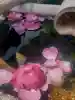 伊豆神社(滋賀県)