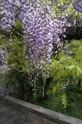 子安地蔵寺の自然