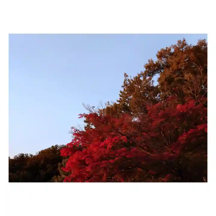 岐阜稲荷山本社の自然