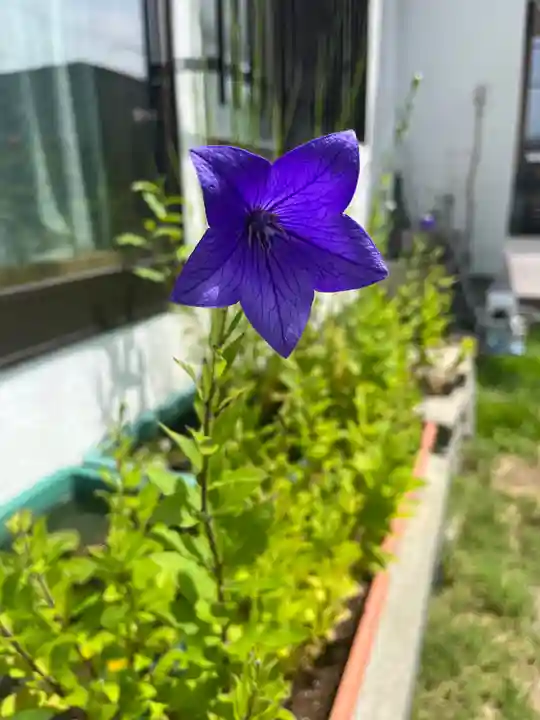 宝壽山 吉祥院の自然