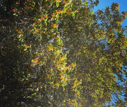 神炊館神社 ⁂奥州須賀川総鎮守⁂の御朱印