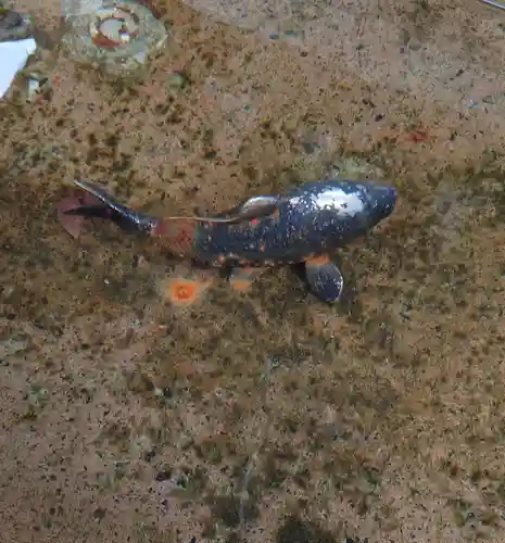 曽根神社の手水舎