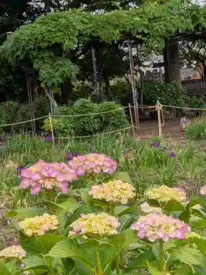 妙法寺(東京都)