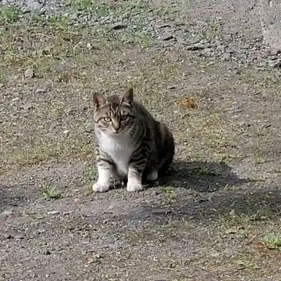一本木稲荷神社の動物