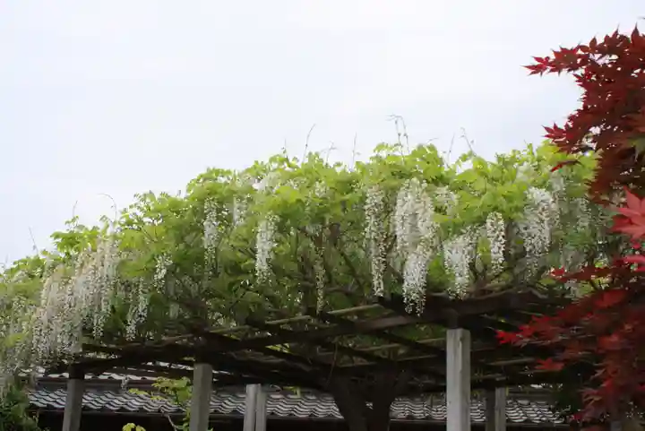 石光寺(奈良県)