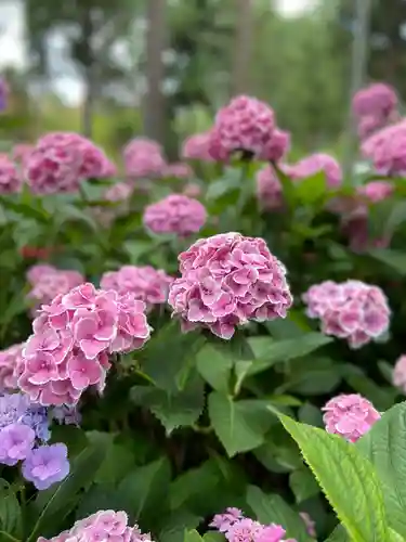 三室戸寺の自然