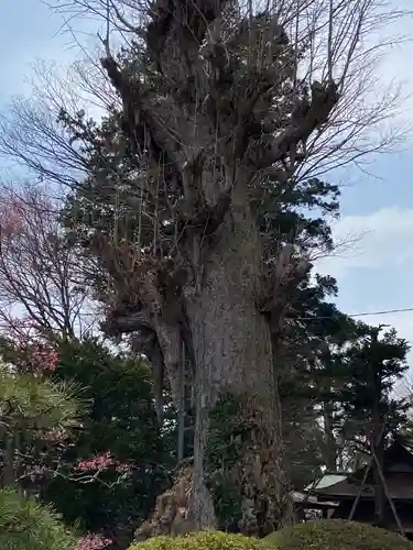 小田八幡宮の自然