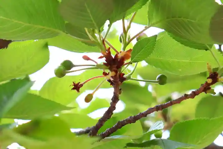 三津厳島神社の自然