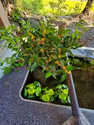 高司神社〜むすびの神の鎮まる社〜の手水舎