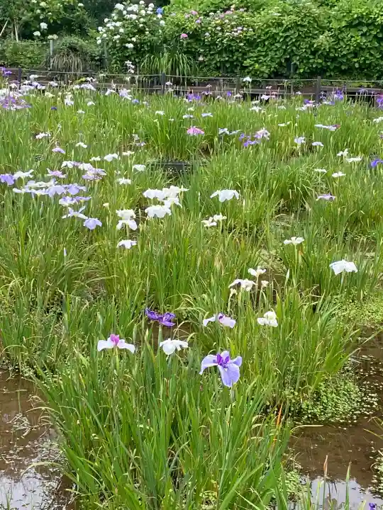 本土寺(千葉県)