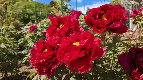 金蛇水神社(宮城県)