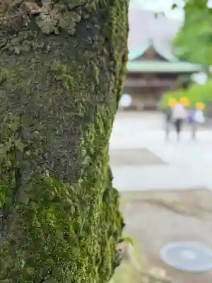 素盞雄神社の{uncategorized: "未分類", other: "その他", undefined: "問題あり", building: "その他建物", grave: "お墓", sacred_gate: "鳥居", guardian: "狛犬", statue: "像", buddha: "仏像", history: "歴史", nature: "自然", garden: "庭園", animal: "動物", pagoda: "塔", temizu: "手水舎", mountain_gate: "山門・神門", sanctuary: "本殿・本堂", subordinate: "末社・摂社", art: "芸術", scenery: "景色", jizo: "地蔵", ema: "絵馬", goshuin: "御朱印", omikuji: "おみくじ", items: "授与品その他", amulet: "お守り", goshuincho: "御朱印帳", eats: "食事", festival: "お祭り", votive_dance: "神楽", shichigosan: "七五三参", wedding: "結婚式", experience: "体験その他", initially: "初詣", around: "周辺", anti_infection: "感染症対策"}