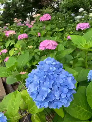 本土寺(千葉県)