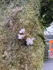 天鷹神社の自然