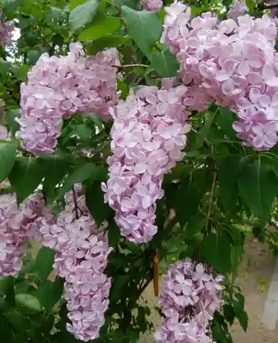 札幌諏訪神社の自然