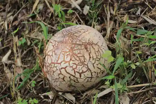 阿久津「田村神社」（郡山市阿久津町）旧社名：伊豆箱根三嶋三社の自然