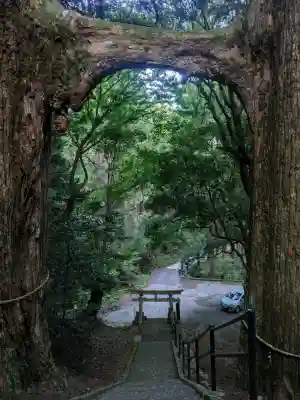 地主神社（桑の川の鳥居杉）(高知県)
